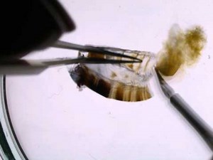 Butterfly genitalia dissection - Euphaedra female