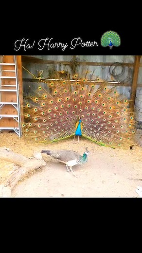 #harrypotter being his beautiful self for the girls! #peacocks #birds #farmlife #homesteading #Kansas #Topeka #birdlovers #peahens #homestead | Gemini Vibes Kansas Event Creator