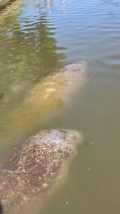Mommas and babies #manatee | Courtney & KISS in the morning