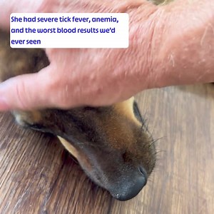 2.2K views · 15 reactions | Happy Doggo on Reels | Facebook