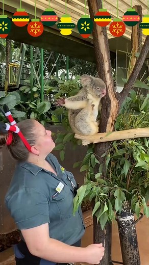 18 reactions | Wishing everyone a Holly Jolly Christmas from all at Cairns ZOOM and Wildlife Dome #cairnszoom #itschristmastime | Cairns ZOOM | Facebook