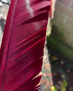 Ifs claret turkey quills/ biots ideal for buzzer, dryfly and nymph bodies £2.99. Why use synthetic quills when you can use the natural. More colours available. Please not Ifs will not be attending this years Irish fly fair so any orders should be put through the web page. https://irish-flies-online.square.site/ | Irish Fly Supplies Ltd | Facebook