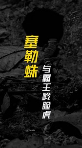 Goniurosaurus hainanensis (#Hainan #Bawangling #Leopard #Gecko) has a special skill that keeps itself safe from dangerous predators. When a little leopard gecko runs into #Cyriopagopus #hainanus, the largest #spider species in #China, what happens? Check it out. | Hainan Touch