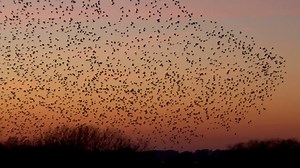 74K views · 4.8K reactions | That's all folks! But have no fear, you can keep up with us all year round on Facebook, Twitter and Instagram! For now though, we'll leave you with some our our favourite wildlife moments from Winterwatch 2017. | BBC Springwatch | Facebook