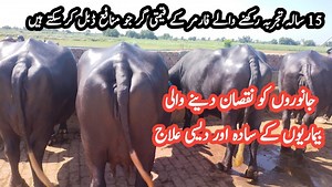 Buffalo, cow and goat farming at one farm || How to start mixed cattel farm || Free range dairy farm | Farming Tips