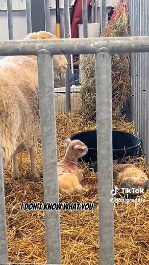 Nebraska State Fair on Reels