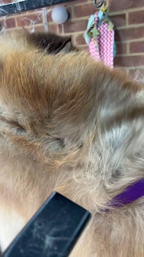 Loki talking to me through his groom  | Lauz Pawz | Facebook