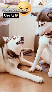 131K views · 5.1K reactions | Aabra ka dabra 藍藍藍 animal’s funny moments  #animals #animal #animallovers #pet #petlovers #petcare #dog #dogs #doglife #funny #cute #crazy #viral #trending #instalike #instagood #instamood #instadaily #instagram #reelkarofeelkaro #reelitfeelit #reelsindia #reels | janvaro ki bhasha369 | Facebook
