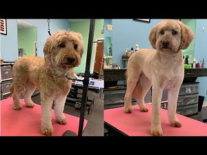 Teddy Goldendoodle Groom