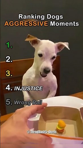 Ranking Dogs Aggressive Moments
