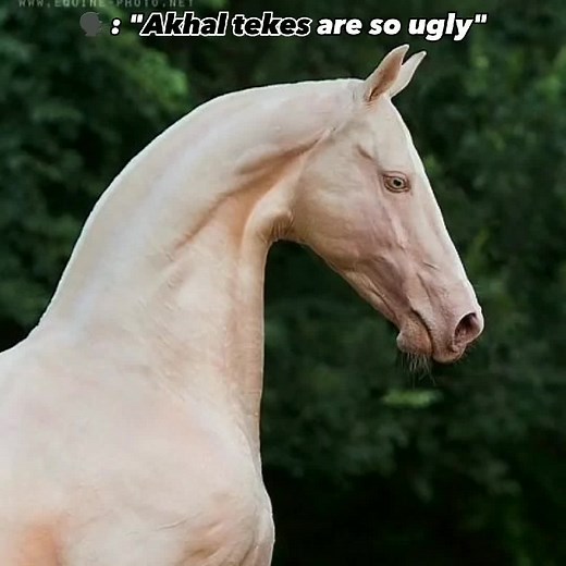 Beautiful Akhal-Teke Horse Galloping Video