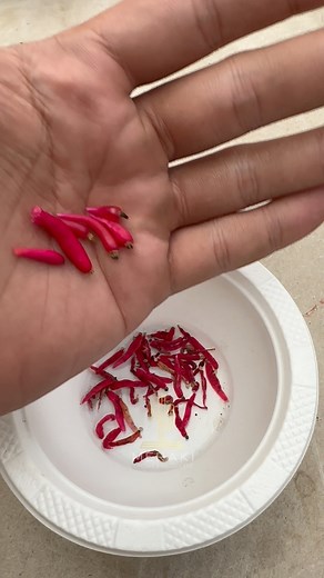 Sowing cactus seed 🌵 Mammillaria Schiedeana🌵 #mammillaria #mammillariaschiedeana #mammillarialover #cactusseed #cactus #succulents #kaktus #cacti #kaktüs #cacto #cactaceae #cactusseed #cactusseedlings #babycactus #cactuslove #cactuslover #cactuslife #cactusgarden #cactusfarm #cactusclub #cactuscollection #cactusmania #cactusaddict #succulentlove #succulentgarden #kaktusmetro #merakicactus | Iban