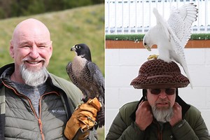 Scots bird breeder lets randy falcons romp with his hat so he can collect semen