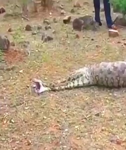Giant Python Vomits Goat Whole | Popular Pipes Group of Companies | Facebook