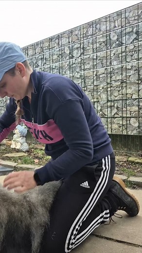 Matti-Zeit 🥰🤩 #Fellpflege , Training, #Spiel&Spaß 😁😬 #furminator getestet und für gut befunden 😎 Natürlich nur der Striegel...nicht das Ding was Haare abschneidet🙄 Fußball klappt mega!!! Matti wär ein top Torhüter 😍 #mattiistderbestehundderwelt♥️ Naja und das #Training für die #Hundeausstellung würde wohl besser laufen wenn ich nen Plan hätte wo ich denn hinlaufen will 😅🤣🤪 Update wird kommen wenn ich klar im Kopf bin wo der Weg hin geht 😅 Flauschi sagt sie malt mir mit Kreide was auf