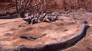 This week, we're headed to the Zambezi River Basin. | Dual Survival