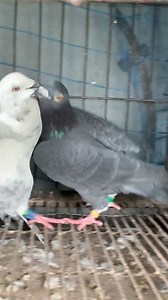 113K views · 885 reactions | Wrestling! Guess who will win? #pigeon #pets #birds #petcare #animals #pet #highlights | Fighters Of The Sky | Facebook