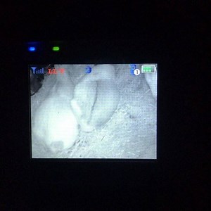 Early morning check on the pregnant girls! You can see baby movement on the middle doe❤️ #nannycam #babygoats #pregnantgoats #warmandtoasty #lazygoatfarmer #smartgoatfarmer #needcoffee | The Honeystead