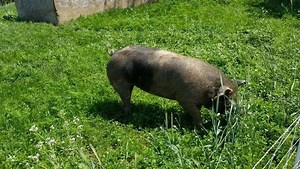 This is what pasture raised pork is all about! #thefpfdifference | Fresh Pasture Farms