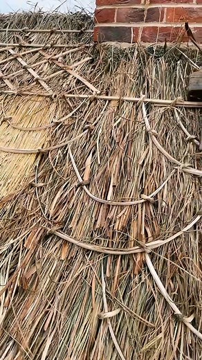 Half circle and clover leaf block ridge 👌🏼🛖☘️ #thethatchingguy #thatching #clover #block #viral #asmr #foryou #alrightnow #rooftop #roof #roofing #rooftops #rooftopbar #roofs #roofer #rooftopping #roofculture #rooftopview #rooftoppool #rooftoptent #RoofRack #rooftopparty #rooftopgarden #roofgarden #roofers #roofingcontractor #roofterrace #roofinglife #rooftopbars #rooftoping #rooftopviews #rooftent #roofersofinstagram #rooflife #roofrepair #roofingworld #roofershelper #roofcleaning | The That