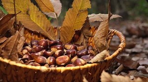 Chestnuts Falling Wicker Basket Chestnut Autumn: vídeo stock (100% livre de direitos) 1062445930 | Shutterstock