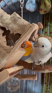 11 reactions | Ever faced a tough decision? Well, Boo, our Goffins...