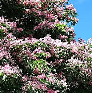 CHUXAY GARDEN 10 Seeds Cassia Javanica Seed,Java Cassia,Pink Shower, Apple Blossom Tree,Rainbow Shower Tree Privacy Screen Ornamental Flowering Plant Showy Display