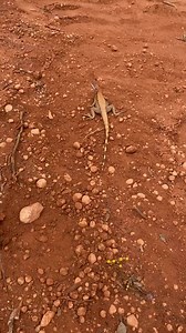 Outback critters 😊 | Tyler Mahoney