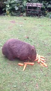 Commrades, another sucessfull victoory over our emenie, The Bunnie. Now, too our victoory fest... | Jackie French