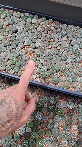 Crime Pays But Botany Doesn't on Reels