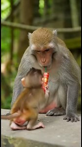 271K views · 2.5K reactions | Naughty Baby Monkey Pranks Mom with Firecracker! 裡藍 | US Monkey Gorilla | Facebook