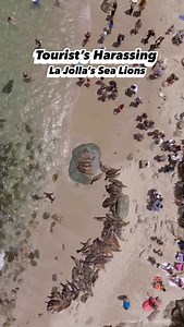 3.1K views · 18 reactions | ⚠️ San Diego .. Don’t be like this guy.....