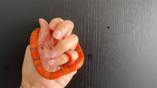 1.2K views · 21 reactions | Most of the Honduran Milk Snake babies...
