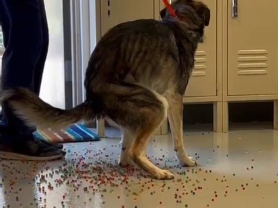 VIDEO: Dog eats sensory beads and ends up in emergency room