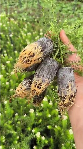 Pink Australian Rice Flower Seedlings – Beautiful Garden Flower Plants 🌸 #PinkRiceFlower #Flower