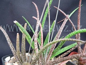 Aloe albiflora - Alchetron, The Free Social Encyclopedia