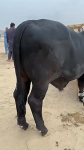 Cattle Onix | Cattle Onix