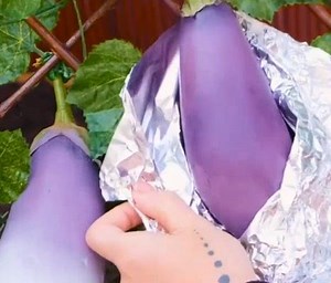 Astuces de jardinage pour cultiver plus en travaillant moins | Brico Sympa