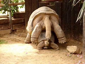 Paradisio accouplement de tortues terrestres