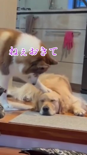 ゴールデンレトリバーとシベリアンハスキーの遊び