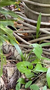 That’s Ganoderma Conk, a deadly palm fungus with no cure. Protect your other trees! 🌴⚠️ #100kviews
