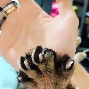 29 reactions | Cats Vs Dogs Curiosidades on Reels | Facebook