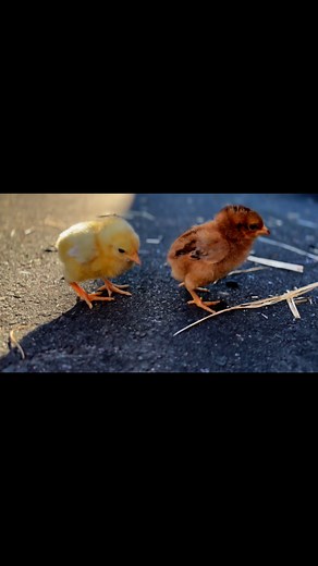 🐣✨ Fresh arrivals! ✨🐥We now have day old and week old chicks available, perfect for anyone looking to start or grow their backyard flock! 🌿🥚 | Waterford Feed & Pet Barn