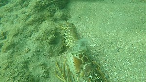Many divers express alarm at finding empty lobster husks, believing they are the result of disease or of nurse sharks "sucking" the meat out. Neither is true. Lobsters grow by molting, a process by which they shed their hard outer shell. They emerge from the middle seam and exist in a soft outer skin that slowly hardens into a protective shell. This molt was already well past legal size, so the large live lobster is hiding out nearby, maybe even watching us film this video! | The Beach Diver
