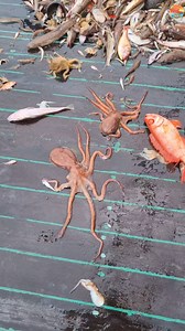 36K views · 468 reactions | Deep sea fishing . . Follow Kadalmakrii for more . . . . #reelsviralシ #reelsfbシ #viralreelsfacebook #shortsvideos #viralshorts | Kadalmakrii | Facebook