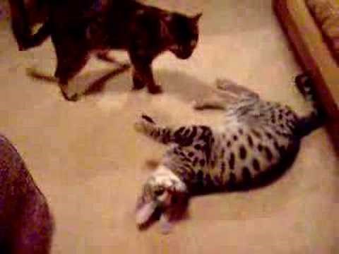 F-1 Savannah vs. Bengal Cat