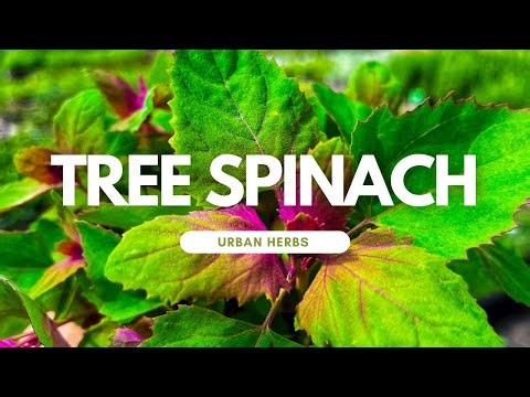Introducing Tree Spinach