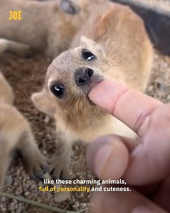 I never knew such cute animals existed 😮 | Comedy JOE