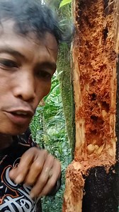1.1M views · 29K reactions | Meryenda ta og Batud Mga idol Tarzan Hari nang Gubat  #Jungle #fallfavorites | Julfe A Bocales | Facebook