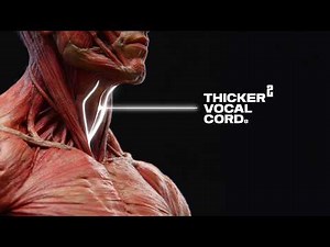 The masculine features that change after sexual restraint 2